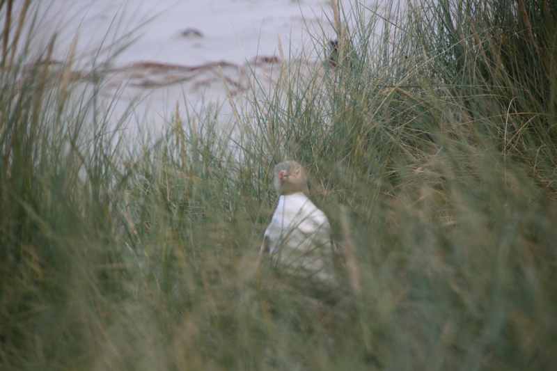 Nieuw-Zeeland 2011 - 2034